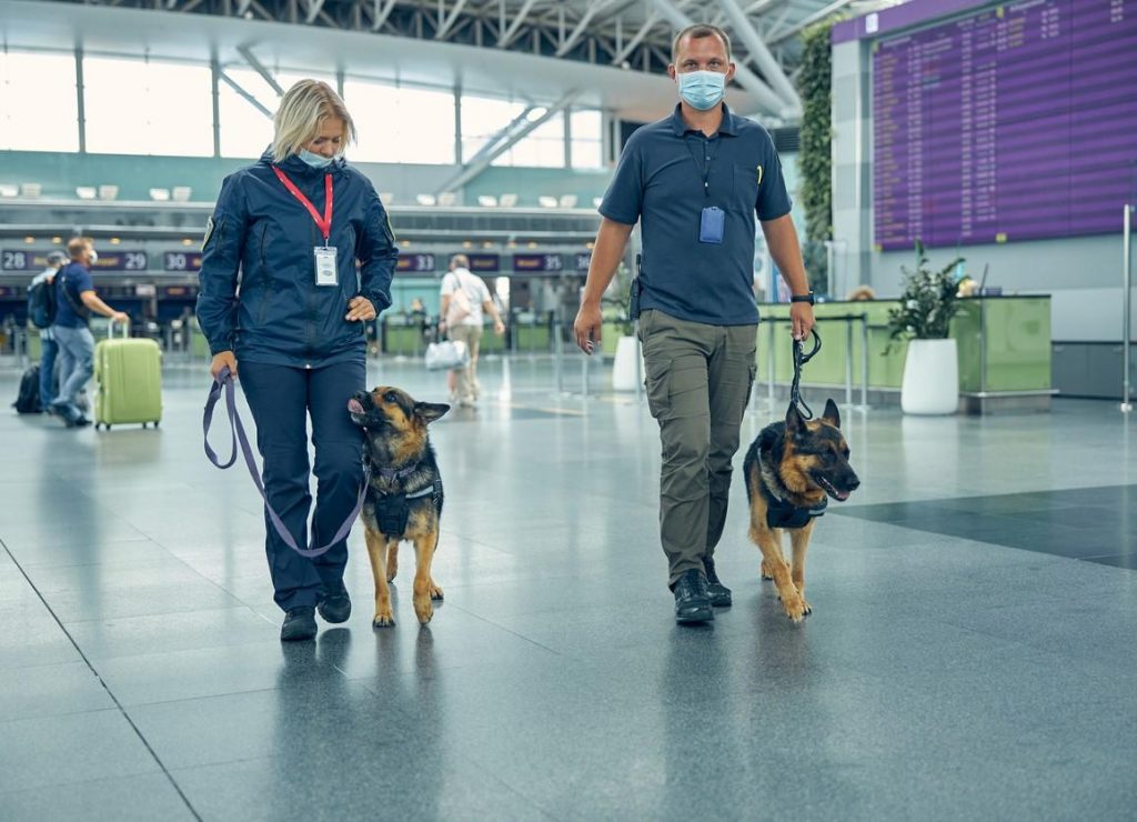 Study shows dogs can detect COVID-19 faster, better than most PCR tests (By: Stephanie Soucheray, MA)