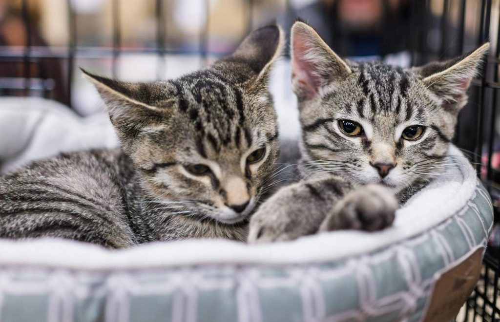South Korea detects H5N1 avian flu in shelter cats (By: Lisa Schnirring)