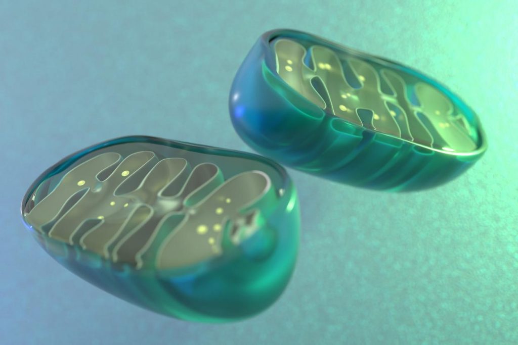 SARS-CoV-2 can damage mitochondrion in heart, other organs, study finds (bY: Mary Van Beusekom, MS)