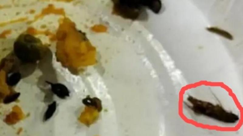 Cockroach Found in Samosa at Airport Prompts Investigation & Outcry