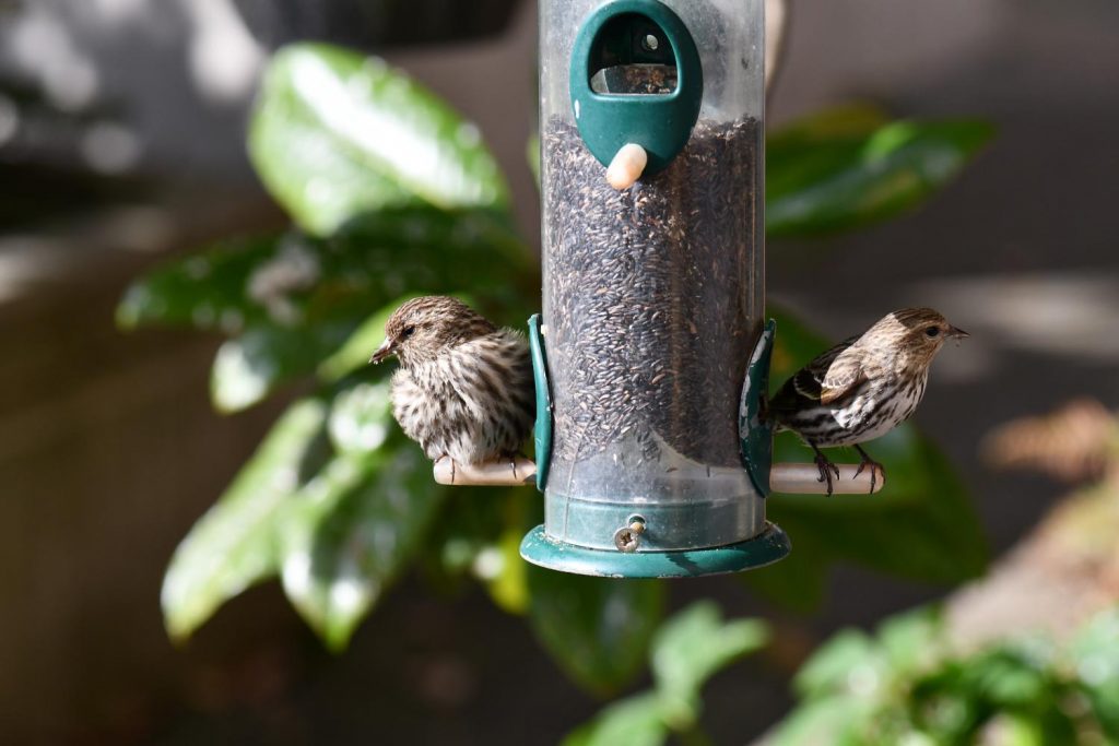 Investigation links Salmonella outbreak to wild songbirds