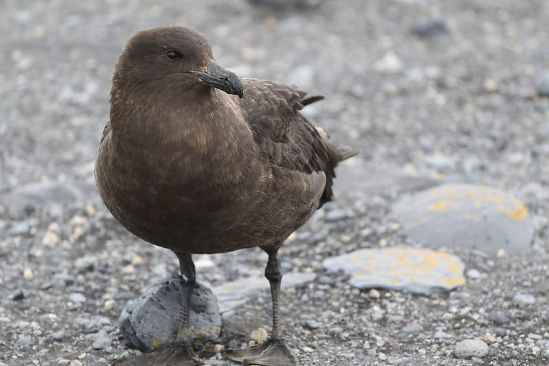 High-path avian flu spreads to Antarctic region-Lisa Schnirring