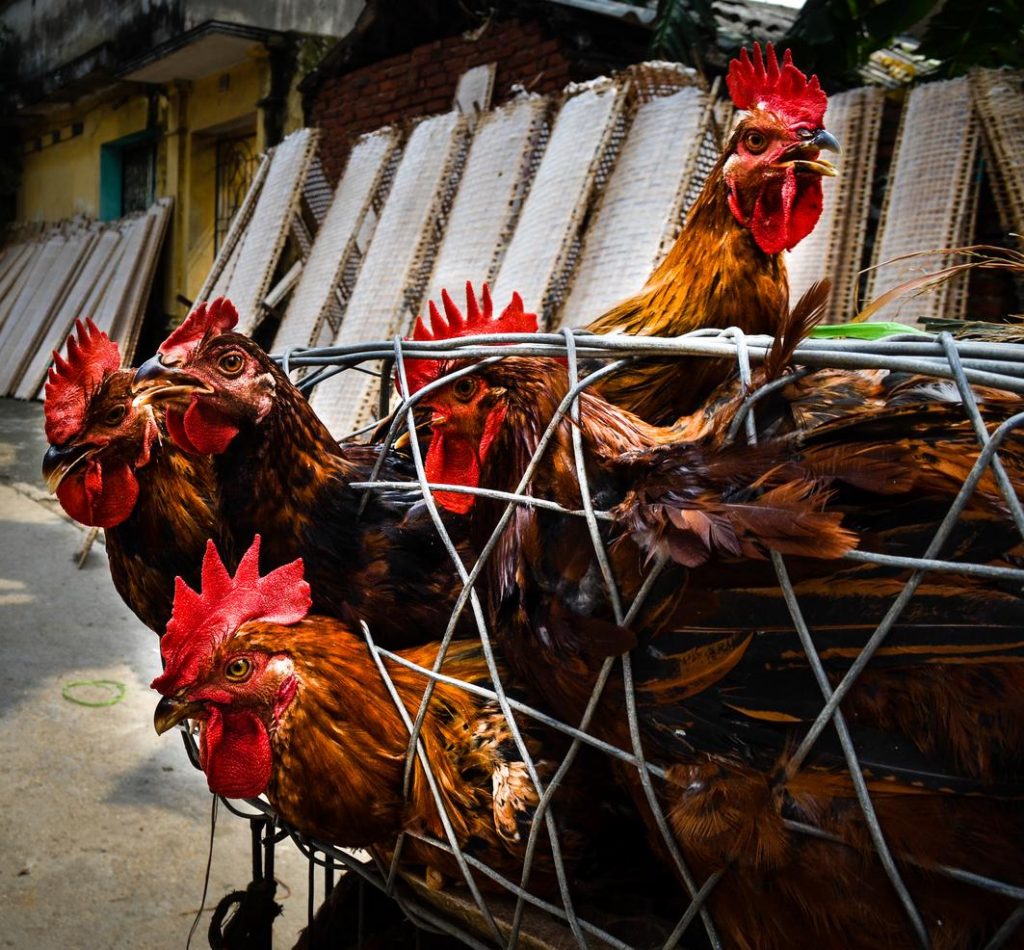 Cambodia reports two H5N1 avian flu cases, one fatal (By: Lisa Schnirring)