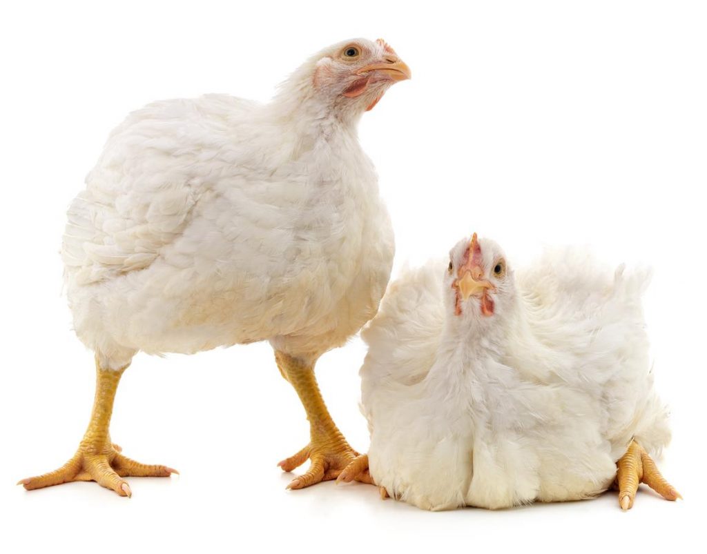 Scientists harness CRISPR to make chickens resistant to avian flu (By: Lisa Schnirring)