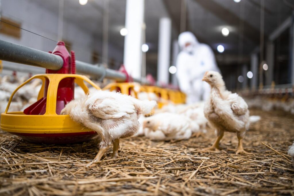 Officials detail H5N1 clusters in Colorado poultry cullers-Lisa Schnirring