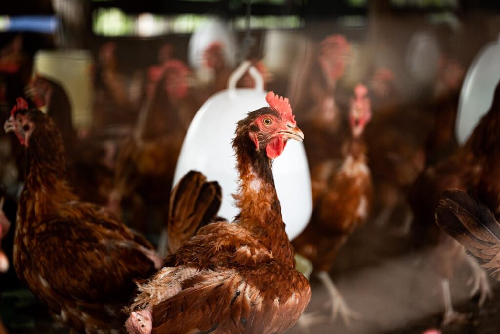 Washington reports 4 suspected H5 avian flu infections in poultry workers- Lisa Schnirring