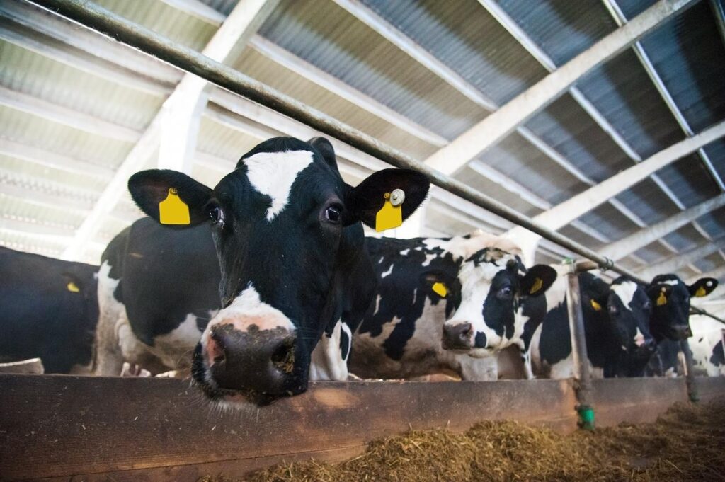 California reports 4 more probable H5 cases in dairy workers-Lisa Schnirring