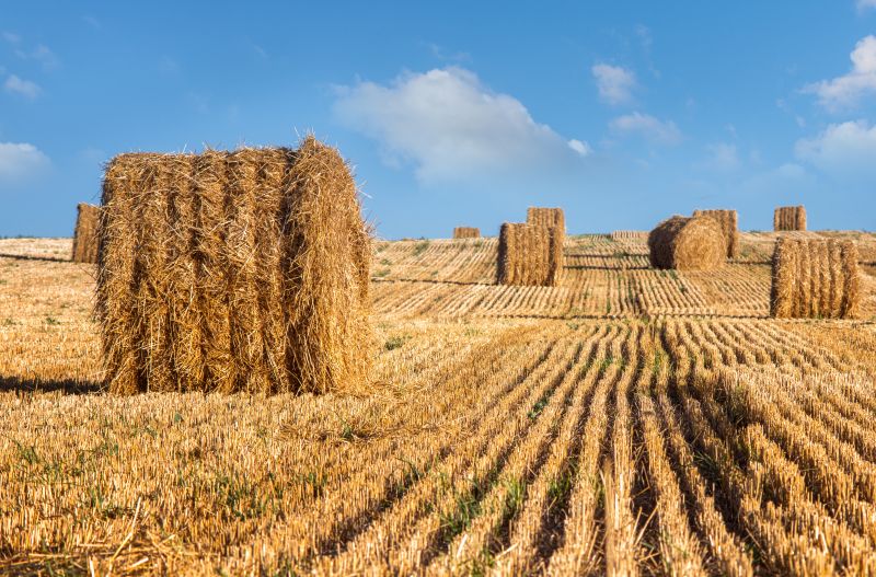 Disposing of Stubble in Western Countries: Practices and Environmental Impact-Satnam Singh Chahal