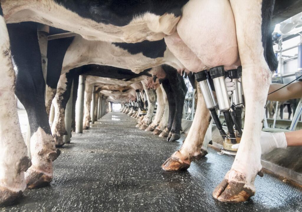 Avian flu infects 2 more California dairy workers as CDC confirms Wisconsin case-Lisa Schnirring