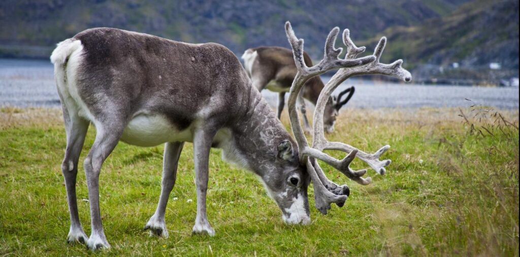 CWD prions found in moose, deer, reindeer muscles in Norway, highlighting potential risk to people- Mary Van Beusekom, MS