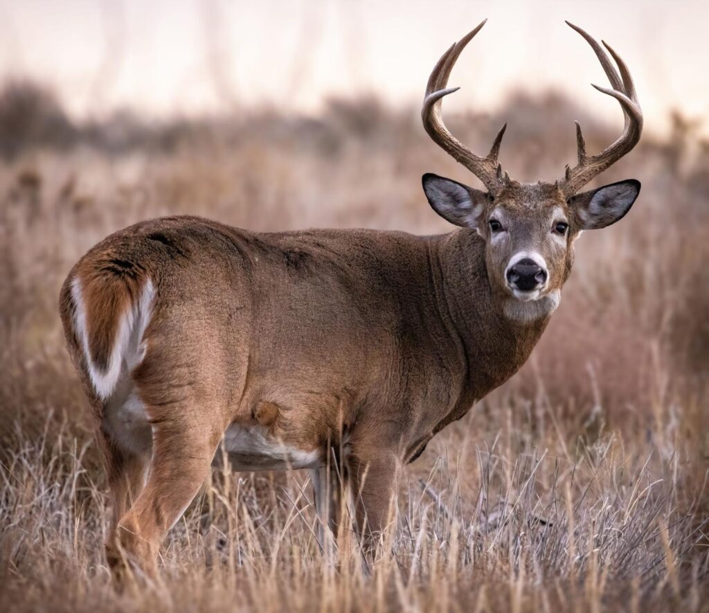 CIDRAP report highlights gaps, offers guidance for possible CWD spillover into people, other species- Mary Van Beusekom, MS
