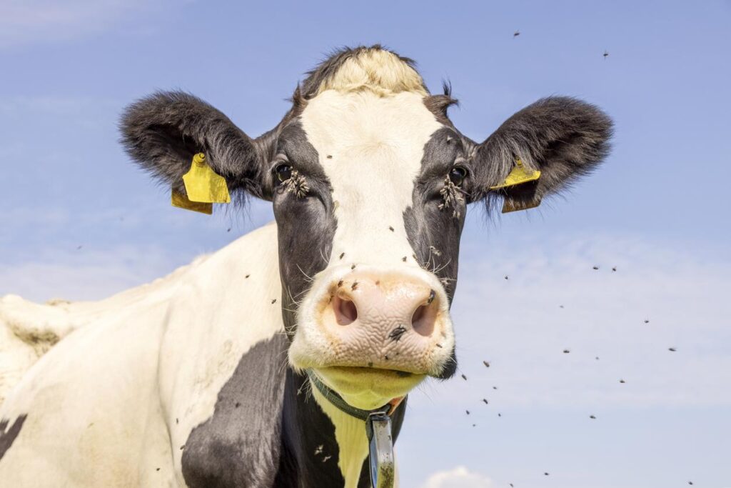 Flies, ‘milk snatching’ among H5N1 transmission contributors in dairy cattle- Lisa Schnirring