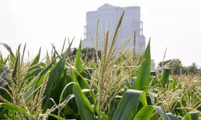 Land Pooling in Punjab—A Policy of Exploitation Disguised as Development-Satnam Singh Chahal