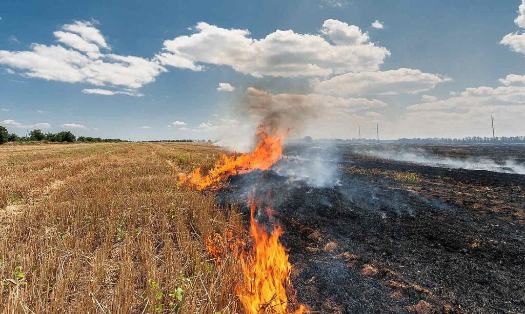 Rice Stubble Disposal in the United States: A Sustainable Approach-Satnam Singh Chahal