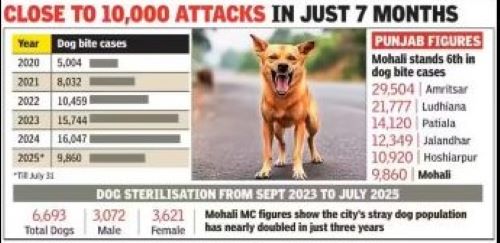 Punjab’s Dog Bite Cases See Threefold Surge in 5 Years
