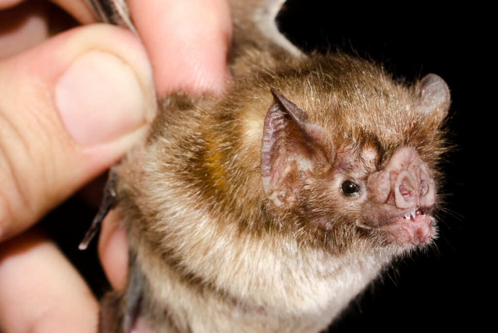 Vampire bats in Mexico may feed on CWD-positive deer, spreading disease and posing species-jump threat -Mary Van Beusekom, MS