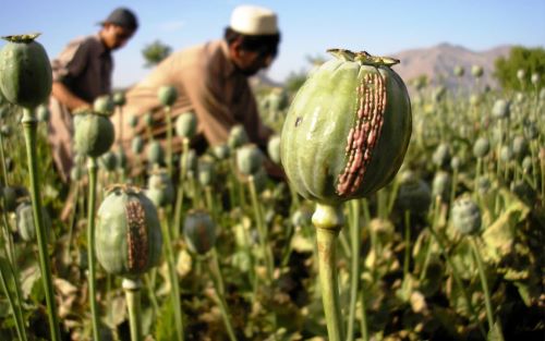 Legalizing Opium Cultivation: A Policy Debate Between Control, Economy, and Social Reality